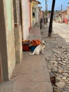 BATW Cuba Doggie guards his fruit